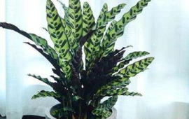 室内哪些大型绿植好养(室内养什么大型绿植好)