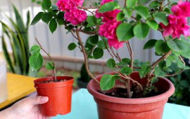 中午浇了一次花会马上死吗(中午给花浇水好吗)