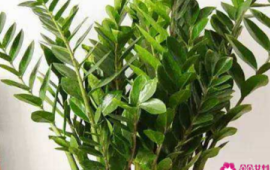 客厅放什么植物寓意好又好养(客厅放什么绿植好看又旺财)