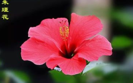 南宁市的市花朱槿花图片（广西南宁的市花图片）