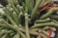 白檀仙人掌怎么种植的（白檀仙人掌花苞图）