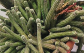 白檀仙人掌怎么种植的(白檀仙人掌花苞图)