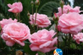 月季的养护方法和管理（小月季花的养殖方法和注意事项）