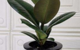 十种最旺客厅的绿植有哪些(家养绿植推荐)