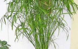 适合长期放在室内的植物是什么(最适合放在客厅的植物第一名)