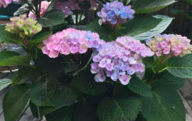绣球花为什么又叫招鬼花(绣球花闻多了会中毒吗)
