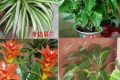 室内适合养的18种树（最适合家里养的植物和花）
