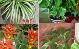 室内适合养的18种树(最适合家里养的植物和花)