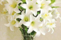 红色百合花图片（百合花的样子）