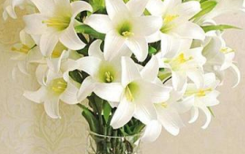红色百合花图片(百合花的样子)