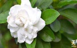 什么花的花语是永久的爱(什么花的花语是永恒的美丽)