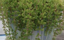 喜阴不怕冷的植物有哪些(不怕冷的植物室内植物)