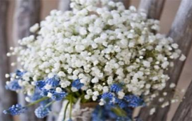 满天星的花语花语(满天星的花语是啥?)