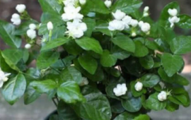 什么花四季开花又香又好养寓意好运(什么花四季开花又香又好养又驱虫)