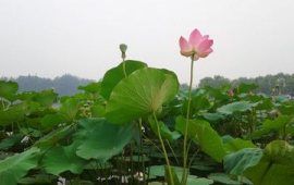 芙蓉是指荷花还是莲花图片(芙蓉是指荷花还是莲花的花)