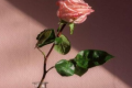 养玫瑰花不能换水的原因是什么（玫瑰鲜花要换水吗）