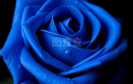 蓝色妖姬多少一条(蓝色妖姬一盒多少支)