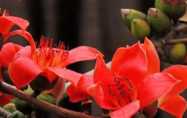 广州的市花是什么花?（广州市花是什么花,什么时候开）