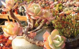 10种公认最好养的花有哪些(十种最好养的花)