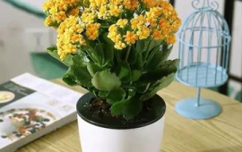 最适合卧室养的5种花大盆植物(什么花适合卧室养的对睡眠好)