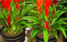 家里坚决不能养的花(十大不能在家里养的花)