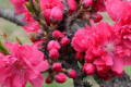 碧桃花含义（碧桃花长什么样）