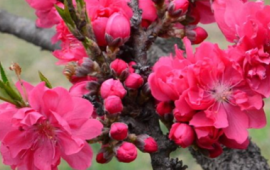 碧桃花含义(碧桃花长什么样)