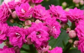 室内什么花好养活一年四季开花(什么花好养活一年四季开花不怕冷)