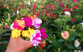 什么花驱蚊虫效果最好家里(什么花驱蚊效果比较好)