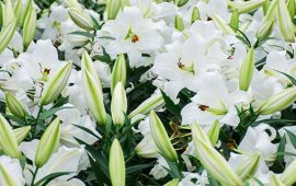 百合花的花语是什么?(百合花的花语)