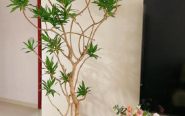 客厅最吉利的三种树喜阴(客厅最旺宅的绿植)