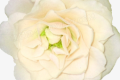 白玫瑰花的花语是什么意思（白玫瑰花的象征意义）
