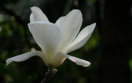 玉兰花的花语是什么?(玉兰的花语和象征意义)