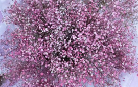 粉色的满天星的花语什么(粉色满天星的花语是什么?)