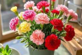 康乃馨开过一次花后怎么修剪（康乃馨会二次开花吗）