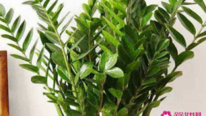客厅放什么植物寓意好又好养(客厅放什么绿植好看又旺财)