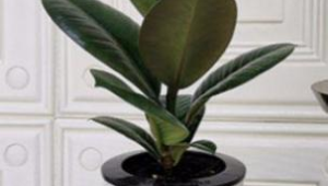 十种最旺客厅的绿植有哪些(家养绿植推荐)