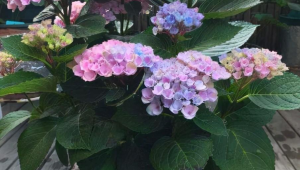 绣球花为什么又叫招鬼花(绣球花闻多了会中毒吗)