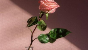 养玫瑰花不能换水的原因是什么(玫瑰鲜花要换水吗)
