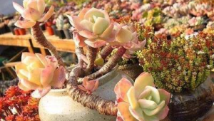 10种公认最好养的花有哪些(十种最好养的花)