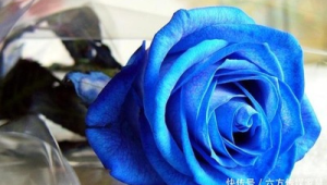 17朵蓝玫瑰代表什么意思啊(18朵蓝玫瑰)