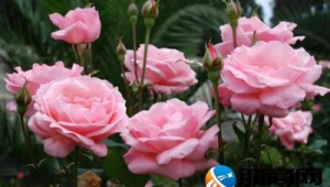 月季的养护方法和管理(小月季花的养殖方法和注意事项)