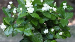 什么花四季开花又香又好养寓意好运(什么花四季开花又香又好养又驱虫)
