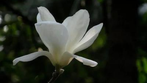 玉兰花的花语是什么?(玉兰的花语和象征意义)