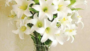红色百合花图片(百合花的样子)