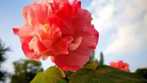 一年四季不凋零的花(一年四季都不开的花是什么花)
