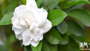 什么花的花语是永久的爱(什么花的花语是永恒的美丽)
