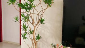 客厅最吉利的三种树喜阴(客厅最旺宅的绿植)
