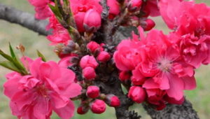 碧桃花含义(碧桃花长什么样)