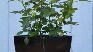 玫瑰花的施肥方法与时间（玫瑰花的施肥方法视频）